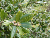 Quercus tomentella