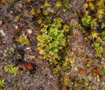 Tortula obtusifolia