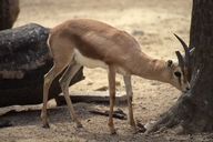 Gazella dorcas neglecta