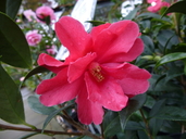 Camellia sp.