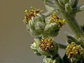 Artemisia pycnocephala