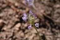 Allium parryi