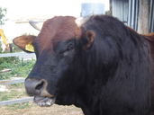 Cyprus Bull