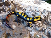 Salamandra algira