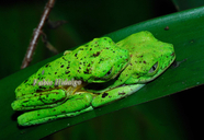 Agalychnis lemur