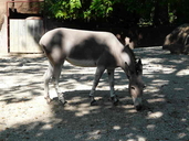 Equus asinus somalicus