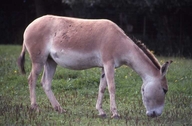 Equus hemionus onager