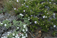 Phlox hoodii ssp. canescens