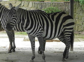 Maneless Zebra