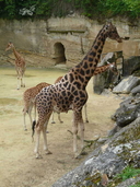 Giraffa camelopardalis antiquorum