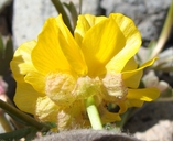 Ranunculus eschscholtzii var. oxynotus