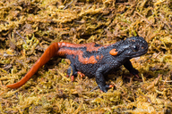 Red Tailed Knobby Newt