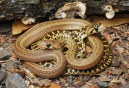 Pacific Gophersnakes