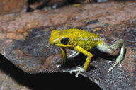 Oophaga granulifera