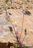 Linanthus dianthiflorus