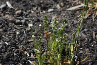 Plagiobothrys strictus