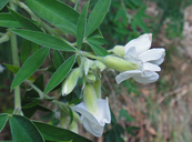 Cytisus palmensis