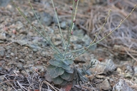 Streptanthus brachiatus