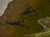 Xenopus laevis