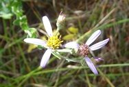 Rayless Leafy Aster