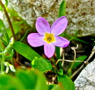 Primula angustifolia