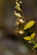 Streptanthus diversifolius