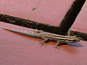 Lygodactylus tsavoensis