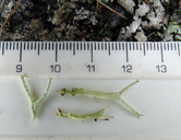Cladonia uncialis ssp. biuncialis