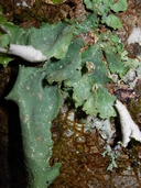 Pseudocyphellaria rainierensis