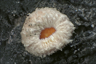 Lachnellula occidentalis