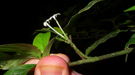Chomelia tenuiflora