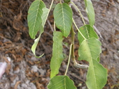 Ipomoea pauciflora