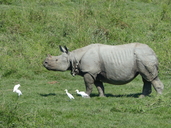 Rhinoceros unicornis