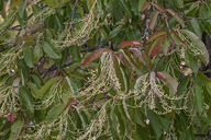 Oxynendrum arboreum