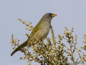 Pale-throated Serra-finch