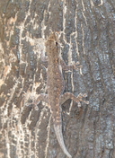Lygodactylus chobiensis