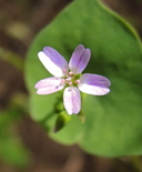 Claytonia parviflora ssp. parviflora