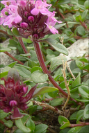 Thymus pulegioides ssp. carniolicus