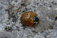 Rathvon's Lady Beetle