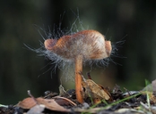Spinellus fusiger