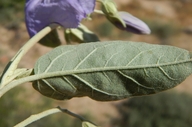 Solanum hindsianum