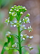 Lepidium virginicum ssp. virginicum