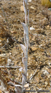Corethrogyne filaginifolia