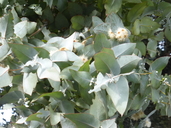 Eucalyptus crenulata