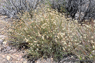 Eriogonum fasciculatum var. polifolium