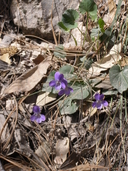 Viola hookeriana