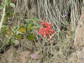 Russelia sonorensis var. sonorensis
