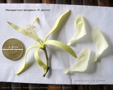 Pterospermum elongatum