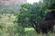 Common Rothmannia