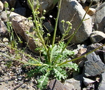 Gilia latiflora